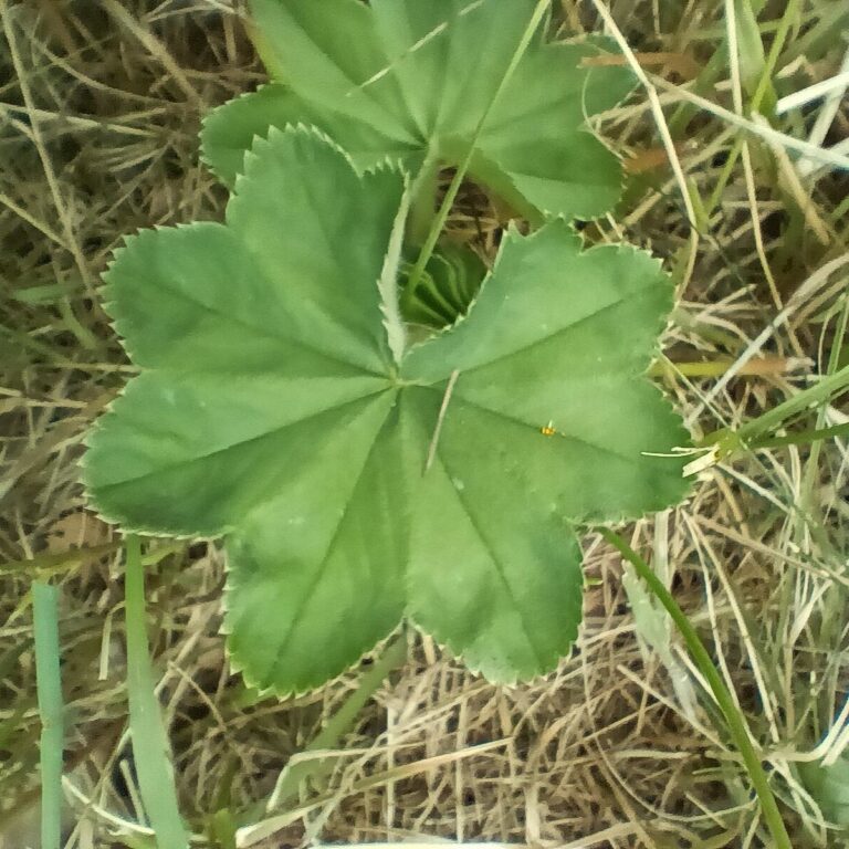 Alchemilla im Schwarzwald