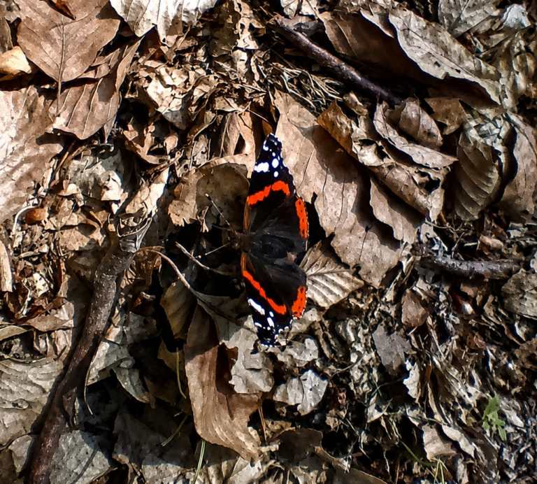 Vanessa atalanta – der Admiral