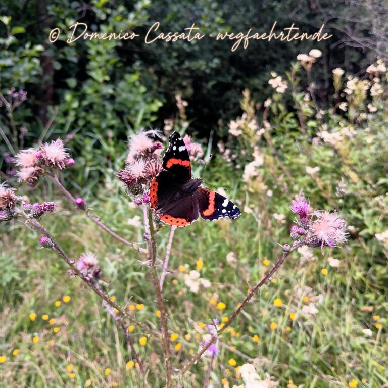 Vanessa atalanta – il vulcano